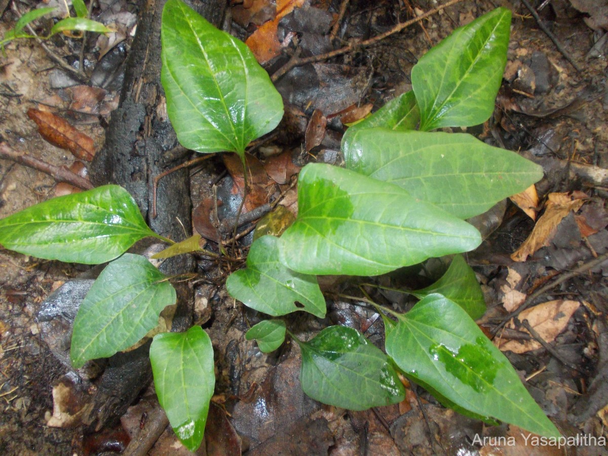 Trichopus zeylanicus Gaertn.